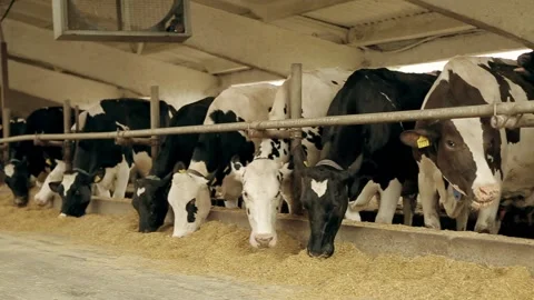 COWS in Farm Stock Footage 186109501