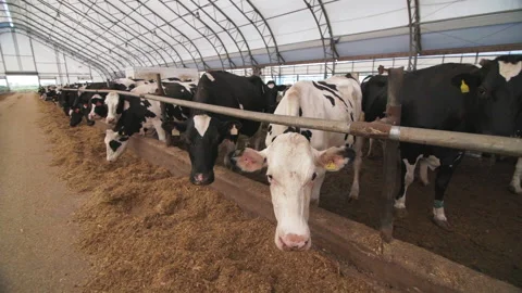 Cows on the farm Stock Footage 189174067