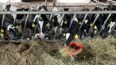 Cows farm Stockbeeldmateriaal 195022803