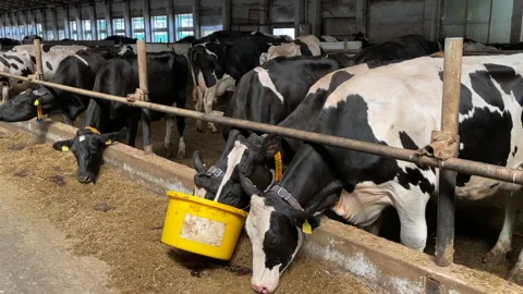 Cows farm 库存影片 195022965