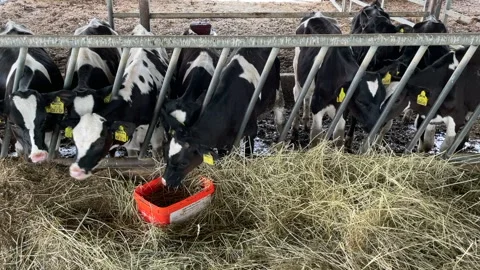 Cows farm Stockbeeldmateriaal 195023215