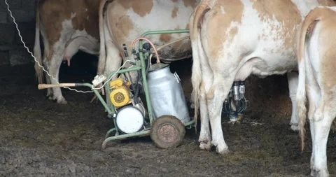 Cows On The Farm 動画素材 197323120