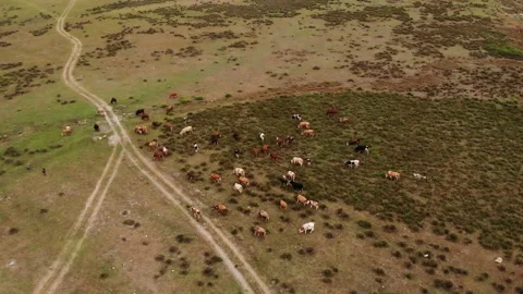 Cows On The Farm 動画素材 198895369