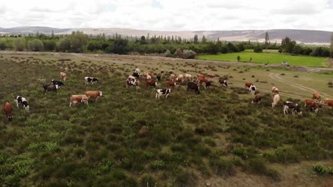 Cows On The Farm Stock Footage 198908095