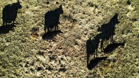 Cows on the Farm 動画素材 223397466