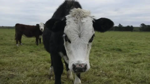 Cows on a farm Stock Footage 243462282