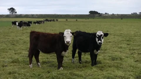 Cows on a farm Stock Footage 243462293
