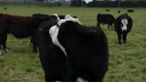 Cows on a farm Stock Footage 243462294