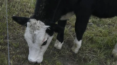 Cows on a farm Stock Footage 243462302