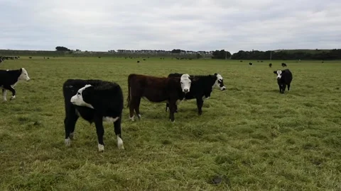 Cows on a farm Stock Footage 243462303