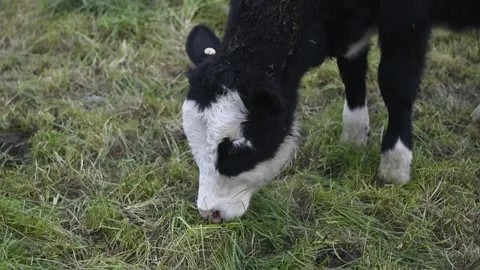 Cows on a farm Stock Footage 243462328