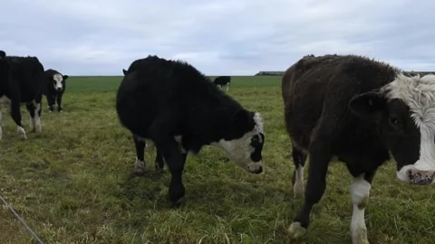 Cows on a farm Stock Footage 243462329