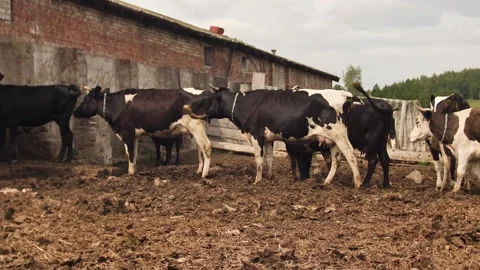 Cows farm Stock Footage 244008062