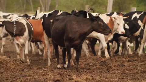 Cows farm Stock Footage 244008083