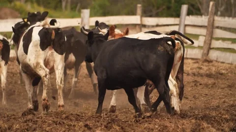 Cows farm Stock Footage 244008096