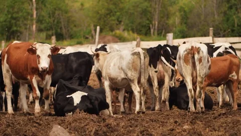 Cows farm Stock Footage 244008118