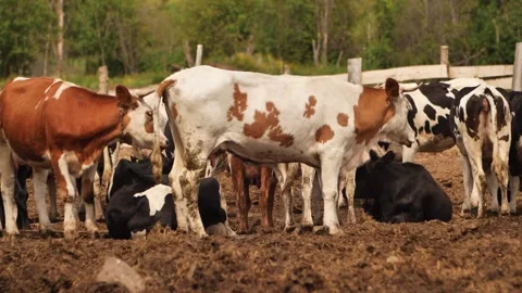 Cows farm 動画素材 244008131