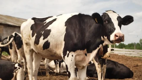 Cows farm Stock Footage 244008148