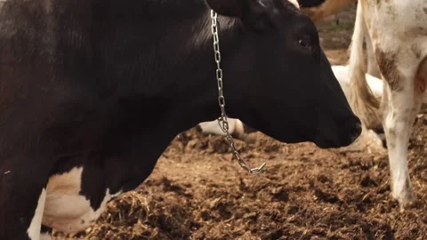 Cows farm Stock Footage 244008162