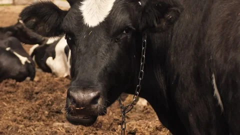 Cows farm Stock Footage 244008175