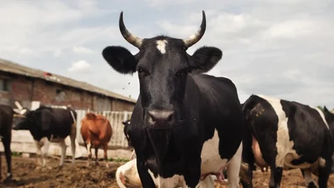 Cows farm Stock Footage 244008185