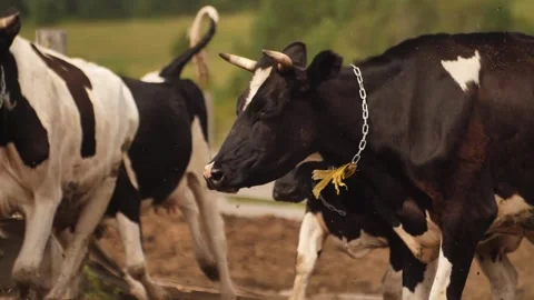 Cows farm Stock Footage 244008194