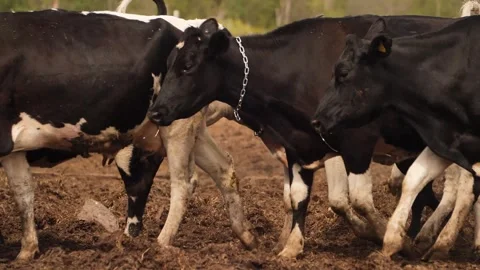 Cows farm Stock Footage 244008204