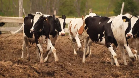 Cows farm Stock Footage 244008205