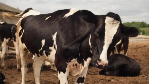 Cows farm Stock Footage 244008226