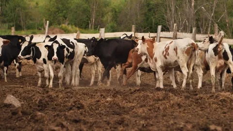Cows farm Stock Footage 244008228