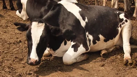 Cows farm Stock Footage 244008245