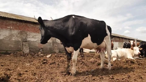 Cows farm Stock Footage 244008246
