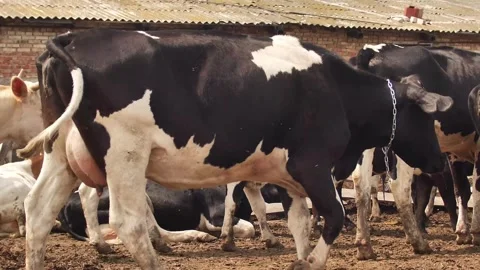 Cows farm Stock Footage 244008255