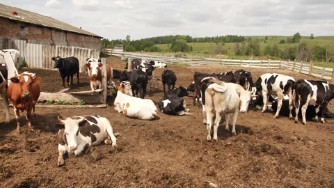 Cows farm Stock Footage 244008264