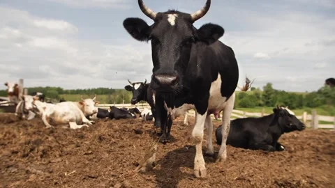 Cows farm Stock Footage 244008274