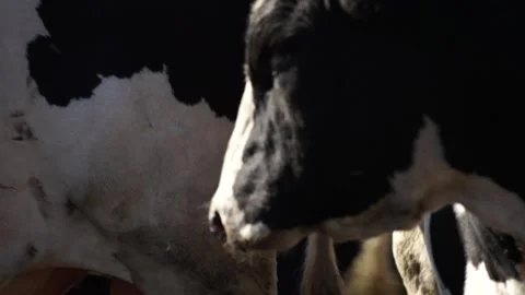 Cows on a farm Stock Footage 265070604