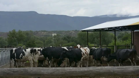 Cows in the Farm Stock Footage 272209719