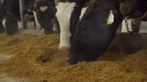 Cows on the farm. Stock Footage 277935803