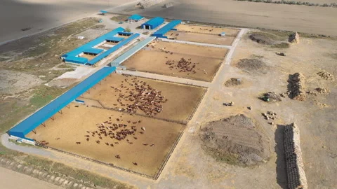 Cows on the farm graze in the cattle paddock Stock Footage 153023755