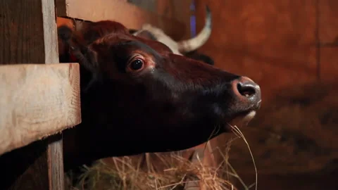 Cows on the farm, hand-fed Video stock 169024750