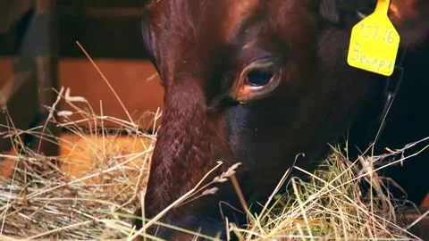 Cows on a farm indoors Stock-Footage 224770681