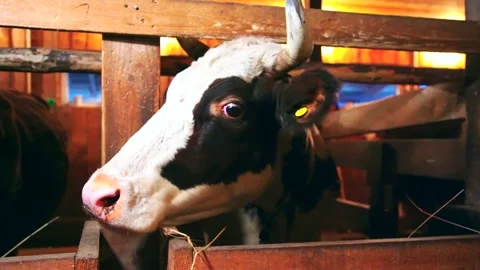 Cows on a farm indoors Stock Footage 224770759