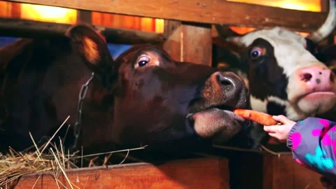 Cows on a farm indoors Stock Footage 224770793