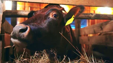 Cows on a farm indoors Stock Footage 224770827