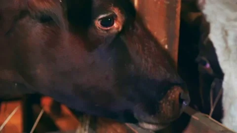 Cows on a farm indoors Stock Footage 224771053
