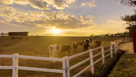 Cows in the farm land Stock Footage 169912002