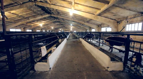 Cows farm long shot Stock Footage 47839238
