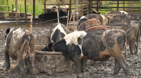 Cows at farm in mire. Stock Footage 41469618