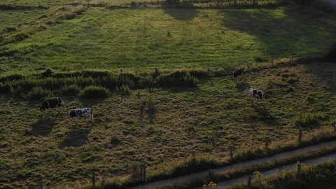 Cows on a farm in northern germany. Eagle Perspective Stock Footage 113136928