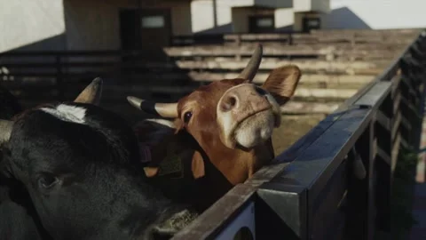Cows on the farm in the paddock Stock-Footage 145809777